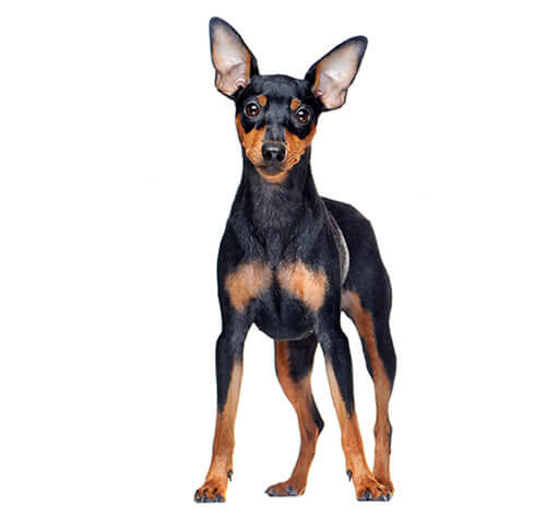 Pinscher nain