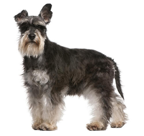 Schnauzer nain