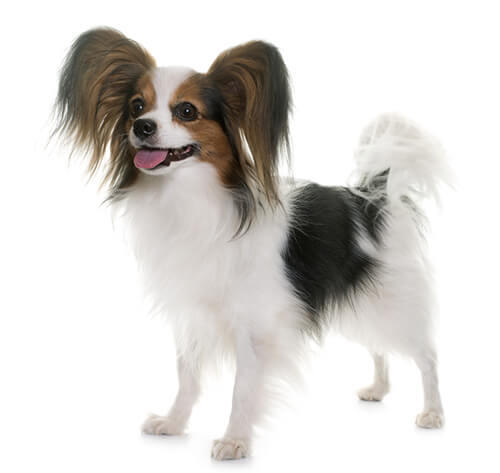 Épagneul Papillon