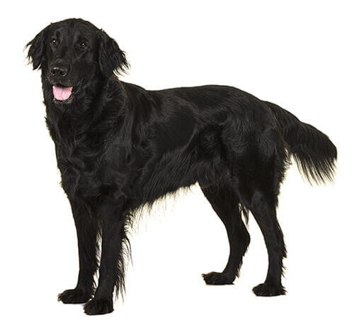 Flat-coated retriever