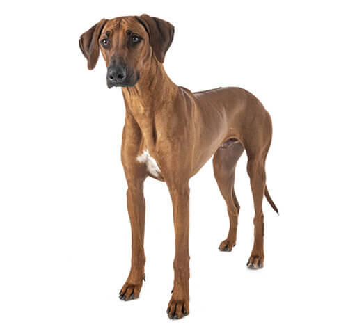 Rhodésian Ridgeback (Chien de Rhodésie)