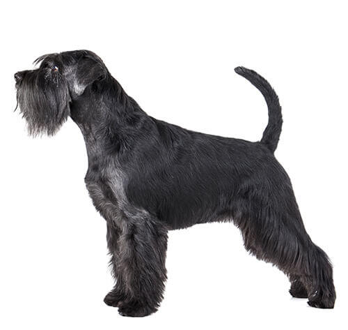 Schnauzer moyen