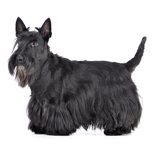 Scottish Terrier (Terrier écossais)