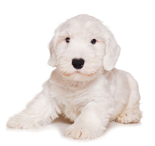 Sealyham terrier