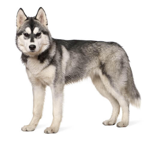 Sibérian Husky