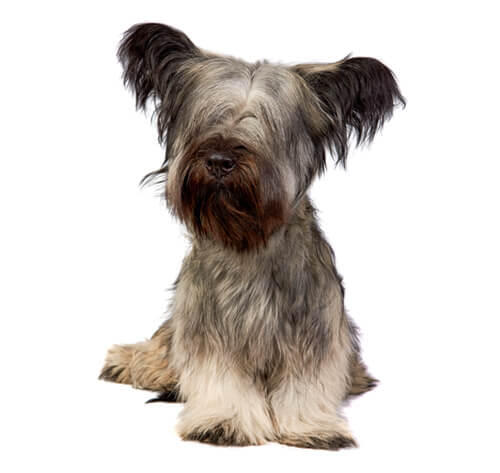 Skye terrier