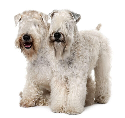 Terrier irlandais (Soft coated wheaten terrier)