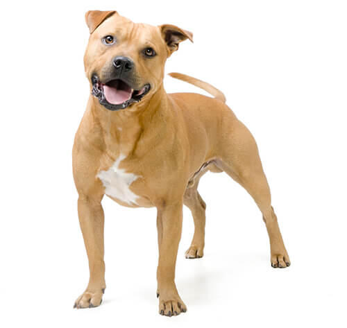  Staffordshire Bull terrier