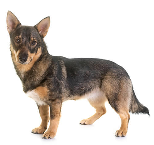 Spitz des Visigoths (Vallhund) 