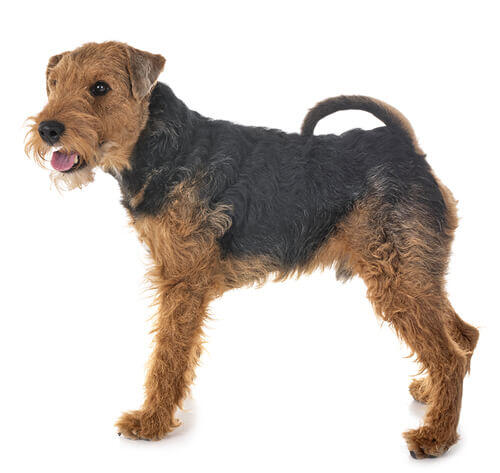 Terrier gallois (Welsh terrier)