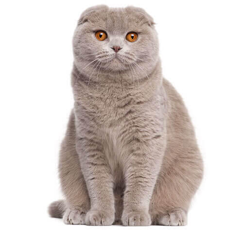 Scottish fold