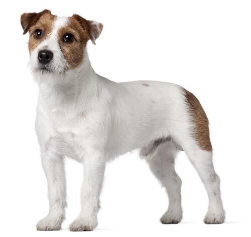 Jack Russell terrier