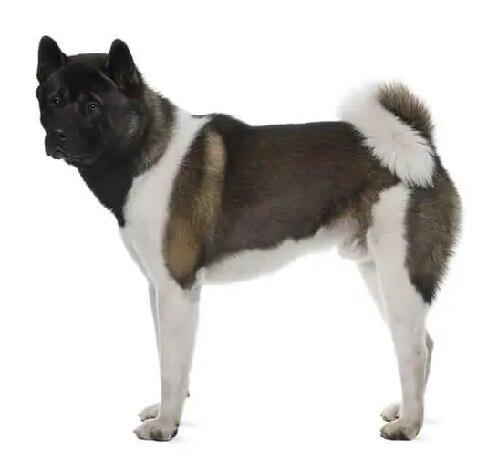 Akita américain