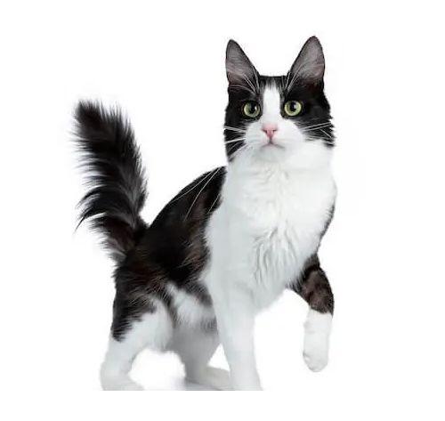 Chat Angora