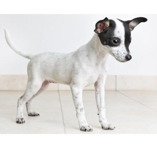 Rat terrier