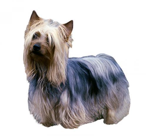 Silky terrier