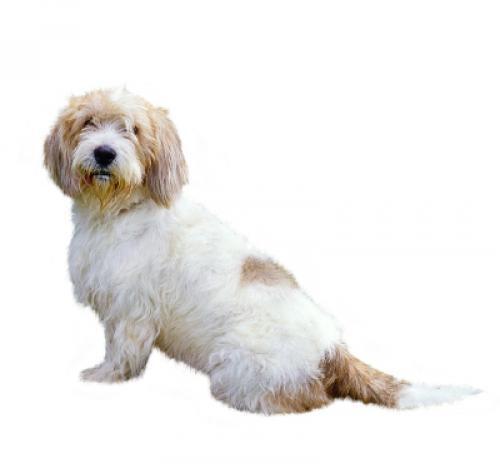 Basset Griffon Vendéen (petit)