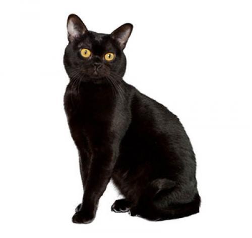 Tout Savoir Sur La Race De Chat Elegant Bombay Purina Tout Savoir Sur La Race De Chat Elegant Bombay Purina