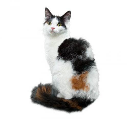 Le Chat Laperm A Poil Long A Un Remarquable Pelage Ondule Avec Des Boucles Serrees Ce Chat Est Curieux Et Adore Capter L Attention Apprenez En Plus Ici Le Chat Laperm A Poil Long A Un Remarquable Pelage Ondule Avec Des Boucles Serrees Ce Chat Est Curieux Et Adore Capter L Attention Apprenez En Plus Ici