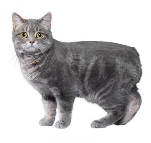 Calin Pacifique Et Affectueux Le Chat Manx Fait Un Merveilleux Compagnon Apprenez En Plus Sur Ce Chat Sans Queue Ici Calin Pacifique Et Affectueux Le Chat Manx Fait Un Merveilleux Compagnon Apprenez En Plus Sur Ce Chat Sans Queue Ici