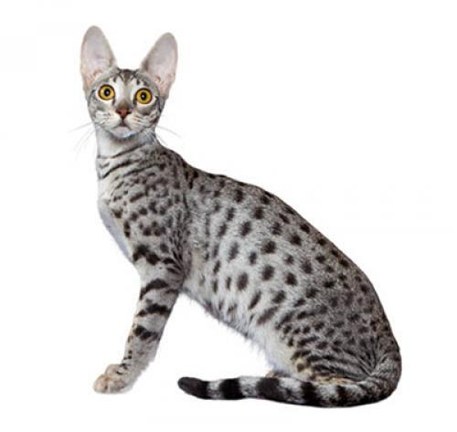 Issu Du Croisement Entre Un Chat Domestique Et Un Serval Le Savannah Est Un Grand Chat Avec Un Pelage Soit Tachete Soit Marbre Apprenez En Plus Aujourd Hui Issu Du Croisement Entre Un Chat Domestique Et Un Serval Le Savannah Est Un Grand Chat Avec Un Pelage Soit Tachete Soit Marbre Apprenez En Plus Aujourd Hui