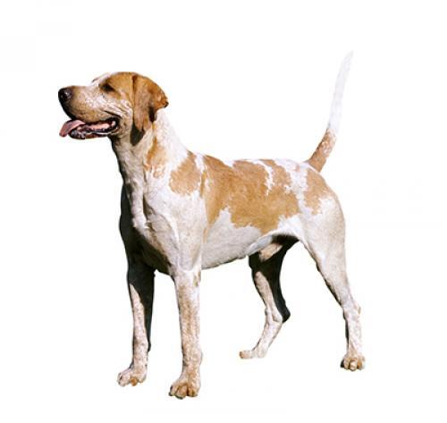 Foxhound anglais