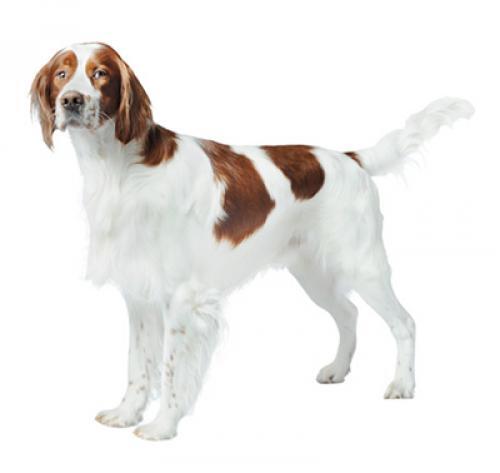 Setter irlandais rouge et blanc