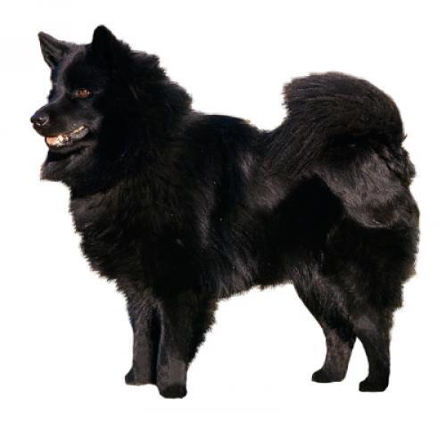 Chien suédois de Laponie (Lapphund)