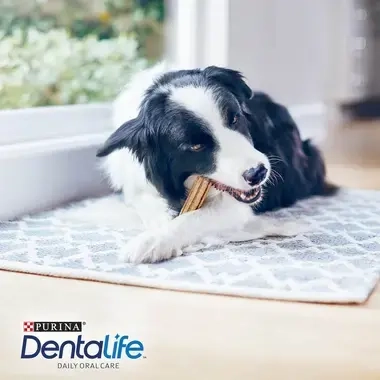 PURINA® DENTALIFE® Moyen Chien (12-25kg)