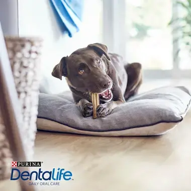 Bâtonnets à mâcher pour chien de grande taille PURINA® DentaLife® Daily
