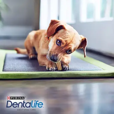 PURINA® DENTALIFE® Très Petit Chien (2-7kg)