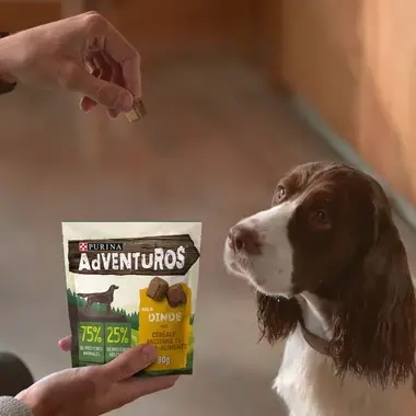 Chien attendant d'être nourri