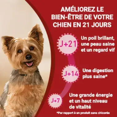 PURINA ONE® MINI/SMALL < 10kg Croquettes pour petit chien adulte Riche en Bœuf avec du riz