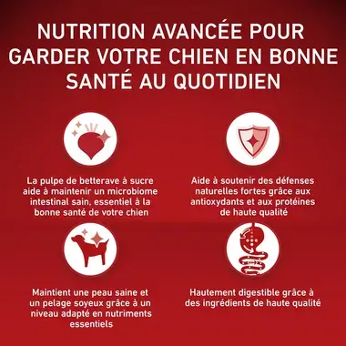 PURINA ONE® MINI/SMALL < 10kg Active, Croquettes pour petit chien actif Riche en Poulet avec du Riz