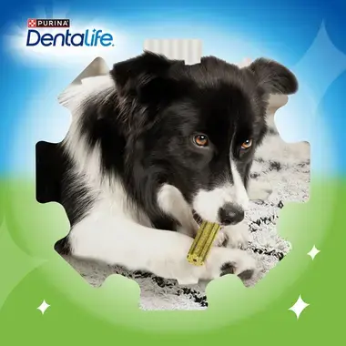 DENTALIFE® ActivFresh® Moyen Chien (12-25kg) - Bâtonnets à mâcher