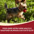 PURINA ONE® MINI/SMALL < 10kg Active, Riche en Poulet avec du Riz - Croquettes pour petit chien actif  ACTI