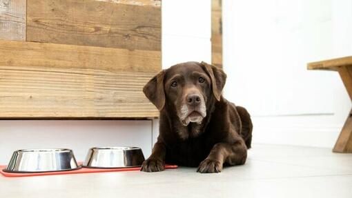 Labrador chocolat et chat à fourrure légère jouant à l'intérieur.