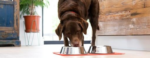 Labrador chocolat mangeant dans un bol