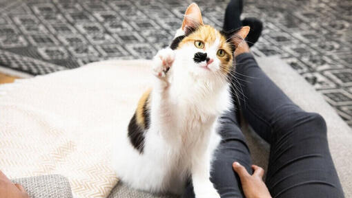 Chat irrégulier jouant avec le propriétaire.