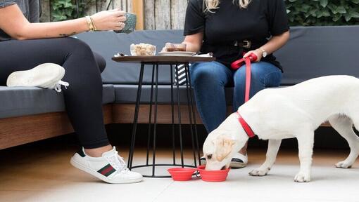 chiot labrador, eau potable, sous, table café