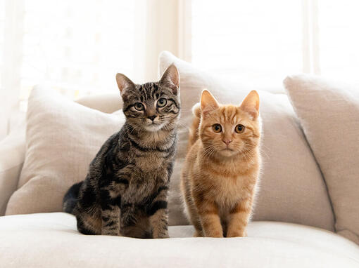 Brown and Ginger Tabby cats sitting on sofa