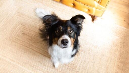 Le chien s'assoit et regarde vers le haut