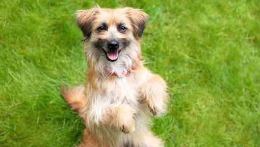 chien debout sur ses pattes arrière