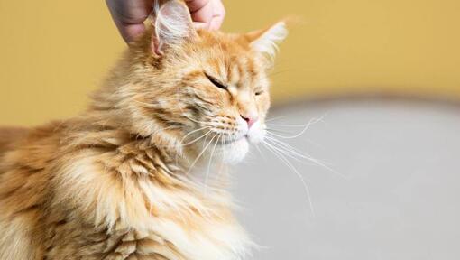 5 raisons pour lesquelles les chats miaulent