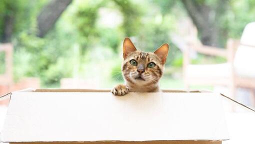5 raisons pour lesquelles les chats miaulent