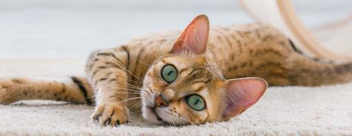 5 raisons pour lesquelles les chats miaulent