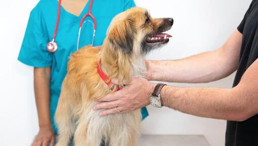 Vétérinaire examinant un chien à poil long