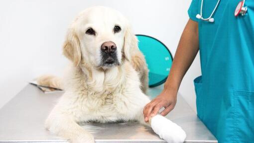 Chien assis sur la table du vétérinaire