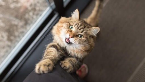 Chat grimpant sur la jambe de son propriétaire