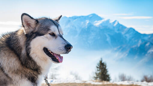 Alaskan malamute op de achtergrond van Alaska Range.